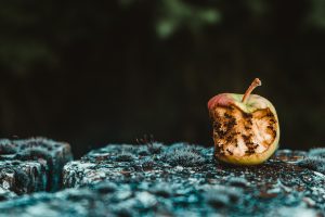 Mieren op een appel
